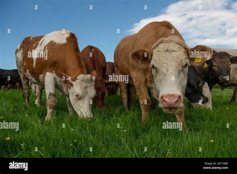 Beef Cattle Eating Grass Stock Photo Alamy