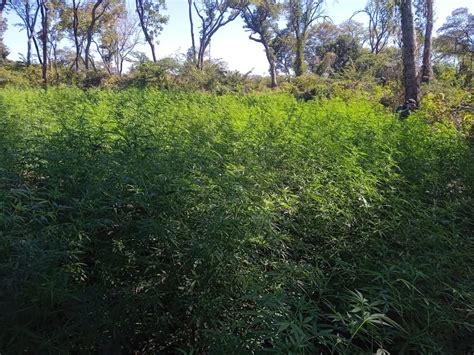 Sentiram a brisa Plantação 2 mil pés de maconha é descoberta às