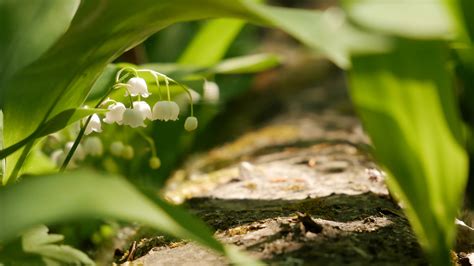 Download Wallpaper 3840x2160 Lily Of The Valley Flowers Leaves