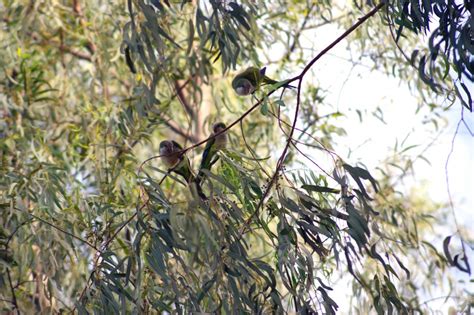 Free Images Tree Grass Branch Bird Sunlight Leaf Flower Wildlife Produce Evergreen