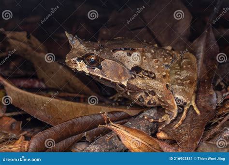 Macro Image Of A Huge Horned Frog From Borneo Megophrys Kobayashii