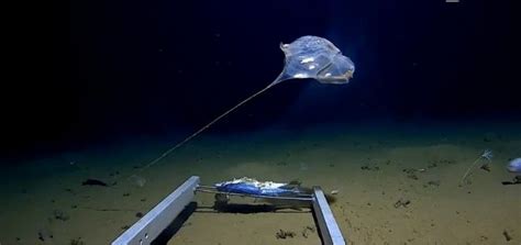 El abismo Challenger El punto más profundo de la tierra