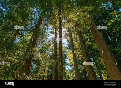 Douglas Fir And Western Red Cedar Trees Ancient Forest Macmillan