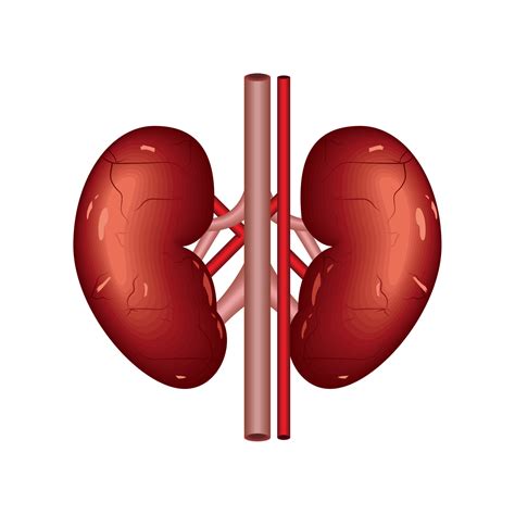 Kidneys Human Organ 10421550 Vector Art At Vecteezy