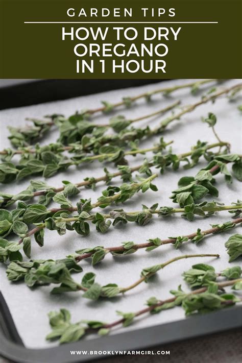 How To Dry Oregano In 1 Hour Easy Oven Drying Method