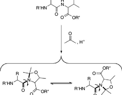 Synthesis Of An Xaa Thr Me Me Pro Dipeptide And The Two Conformers