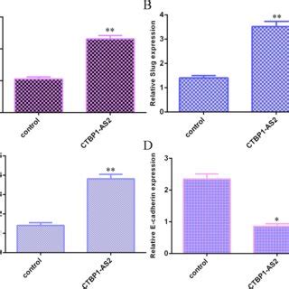 CTBP1 AS2 Enhances NSCLC Cell Growth And Cell Cycle Progression In A549