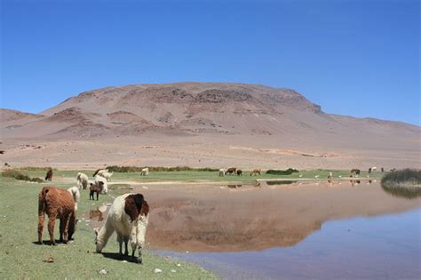 Antofagasta De La Sierra Argentina Viajeros Ocultos