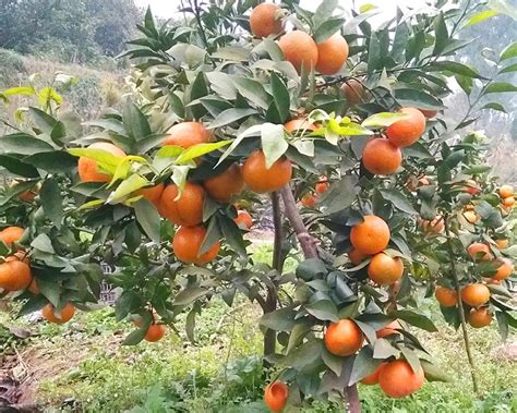 重庆市铜梁区邹远志水果种植园