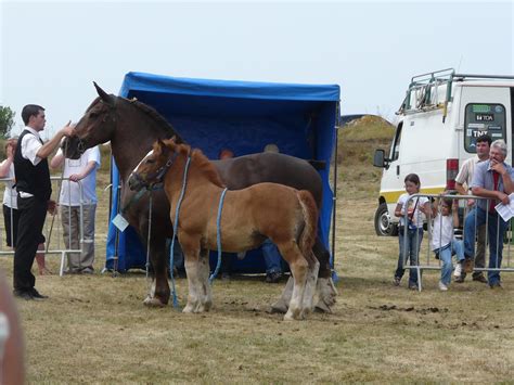 Concours départemental du cheval breton 2008 5 Plouescat Tourisme