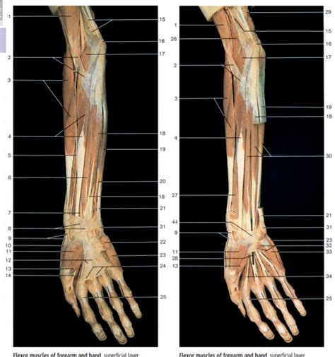 Combined Sets Extensor Forearm Cadaver Diagram Quizlet