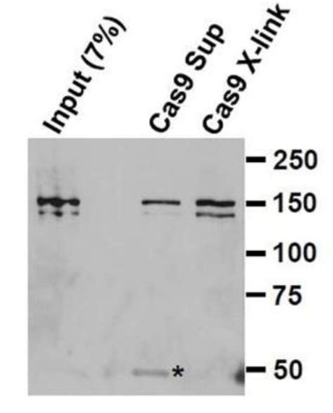 Crispr Cas9 Antibody Pack Novus Biologicals™ 2 Vials Fisher Scientific