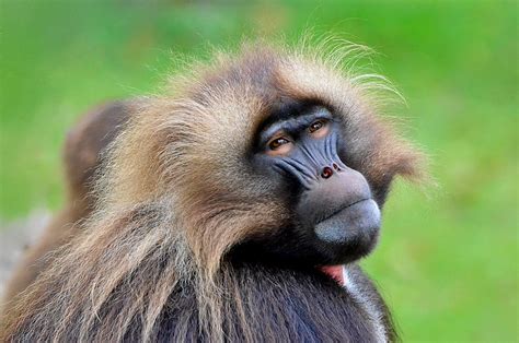 Yellow and Black Baboon · Free Stock Photo