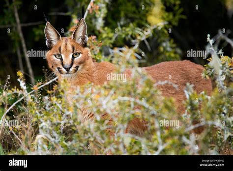 African Lions Hi Res Stock Photography And Images Alamy