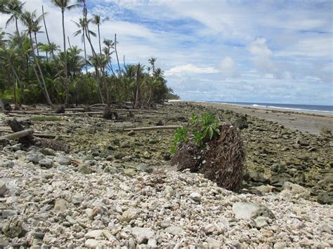 Climate Change Ukoktak Mejatoto In Kili Island Mjcc