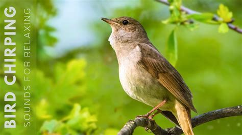 Birds Singing 24 Hours Relaxing Birds Soft Nature Sounds Chirping