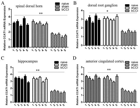 CCAT1 Expression Was Downregulated In The BCCI Model A The