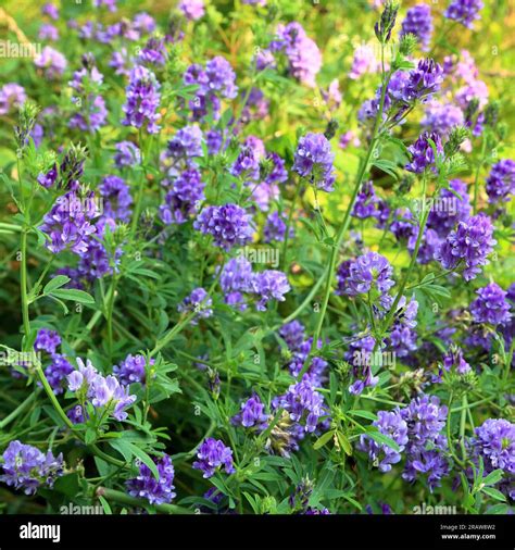 Alfalfa Medicago Sativa Lucerne Stock Photo Alamy