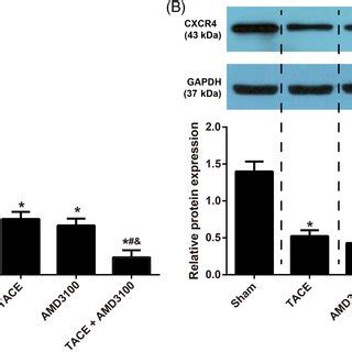 Amd Combined With Tace Regulates The Expression Of Hif And Vegf