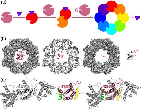 Bak Conformational Changes Induced By Ligand Binding Insight Into BH3