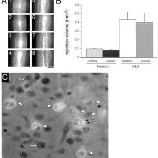 (A) Photomicrographs of a representative series of horizontal sections ... 