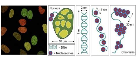 Live Cell Dna Architecture In Real Time