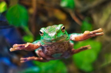 Ranas Venenosas