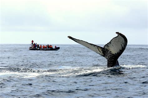 Whale Watching: Pico is on the TOP 3 of the world.