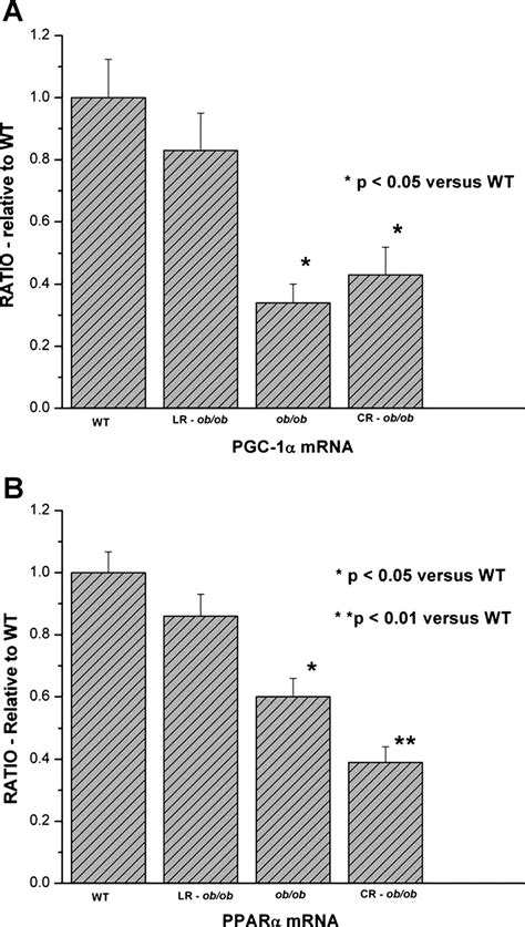 Summary Of Quantitative Real Time PCR Measurement Of Peroxisome