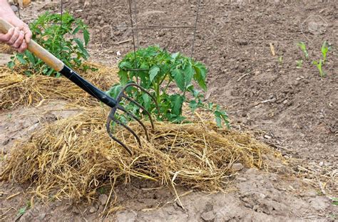 Mulching Tomatoes Theseedsmaster