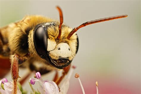 Solitary Bee On Mint Viii By Dalantech On Deviantart