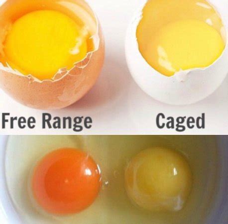 The Difference Between Free Range Cage Free And 59 OFF