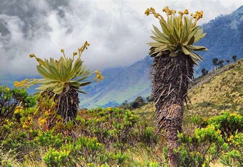 Factores Que Afectan El Ecosistema Colombia Verde