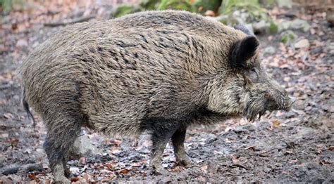 Un Chasseur Tire Sur Un Sanglier La Balle Termine Dans Une Maison