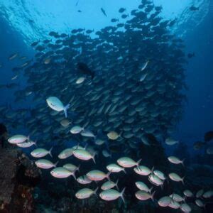 Menelusuri Keindahan Bawah Laut Raja Ampat