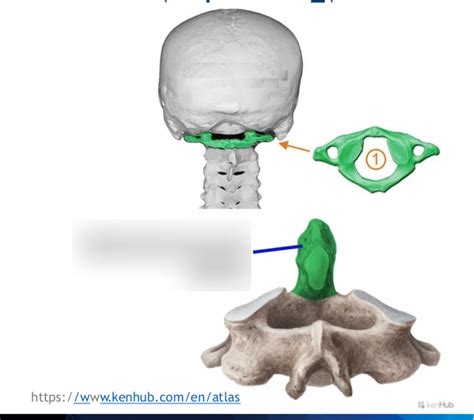 Axis Cervical Vertebrae Landmark Diagram Quizlet