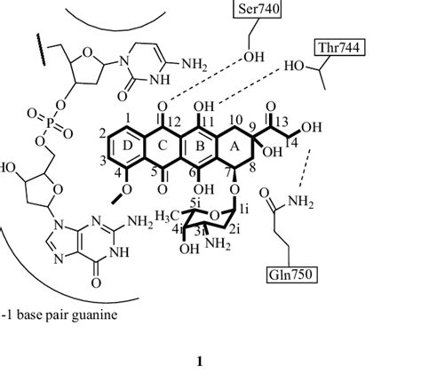 2d Depiction Of Doxorubicin 1 Bound To Topoisomerase Ii And Cleaved