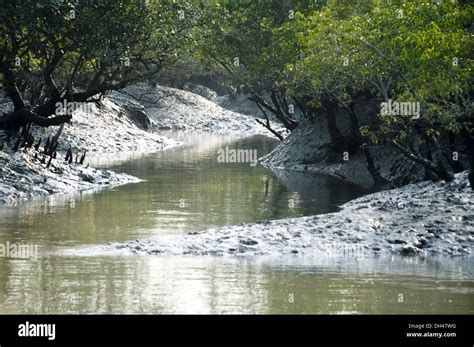 Sundarbans mangroves forest at west bengal India Stock Photo - Alamy