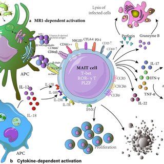 Development Of MAIT Cells MAIT Cells Have 3 Stages Of Development