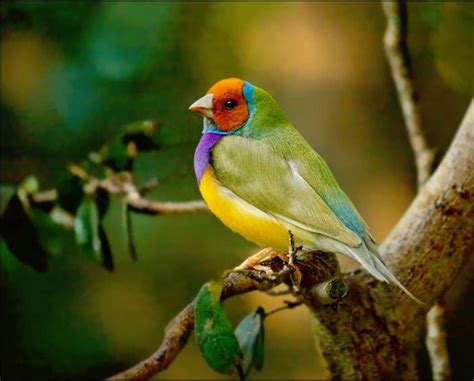 Gouldian Finch Goulds Finch Point Pet