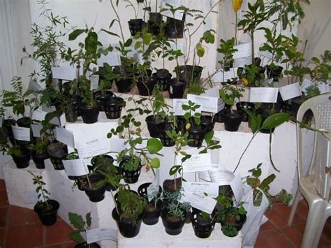 Descubre Los Cultivos Más Fáciles Para Empezar Tu Huerto En Casa Plants Garden