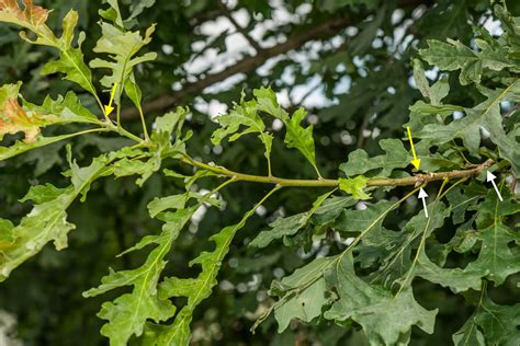 Quercus Macrocarpa 8834 Edit Venerable Trees