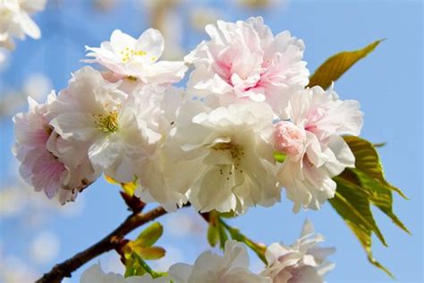 桜・染井吉野（ソメイヨシノ）と2017年の開花記録と花の不思議 私的花写真図鑑・さくら