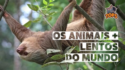 Os Animais Mais Lentos Do Mundo Youtube