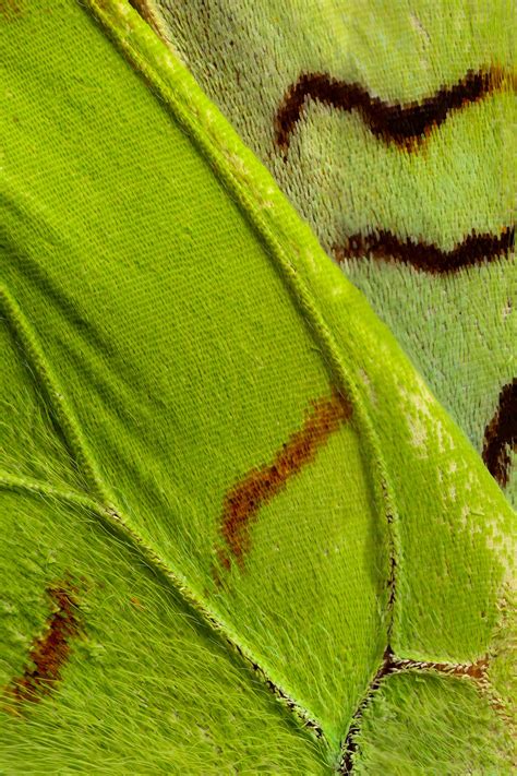 Extreme Macro Butterfly Wings By Chris Perani Light Stalking