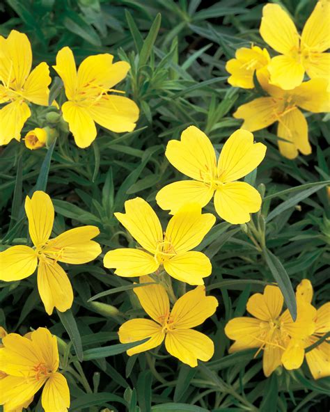 Lemon Drop® Primrose Oenothera Species Proven Winners