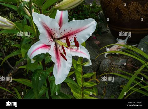 Giant Oriental Lily Stock Photo Alamy