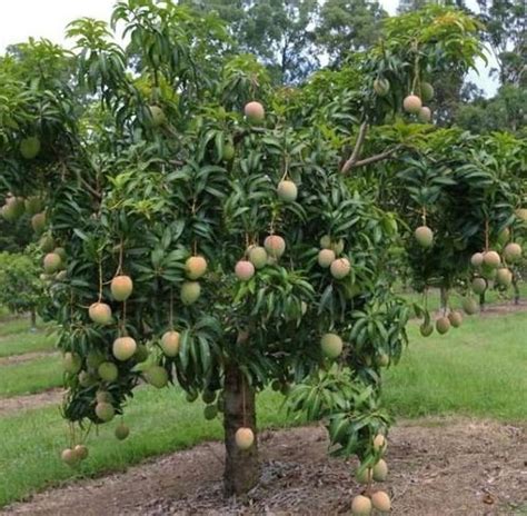 3 Feet Grafted Live Alphonso Mango Plants Healthy Mango Tree Etsy