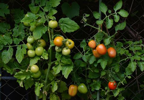 Guía básica y rápida para el cultivo del tomate PortalFruticola