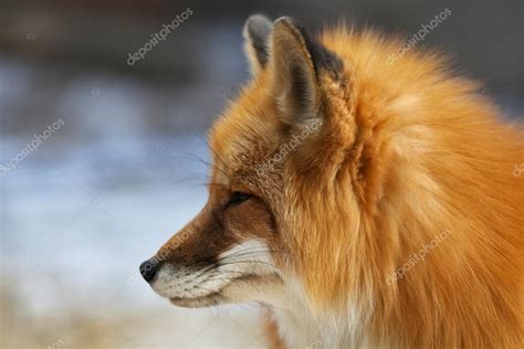 Side Face Portrait Of A Red Fox Male Vulpes Vulpes On Blur Background